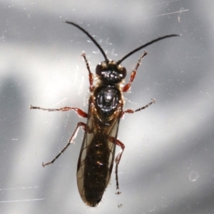 Tiphiidae (family) at Rosedale, NSW - 25 Feb 2019