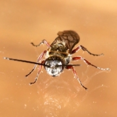 Tiphiidae (family) at Rosedale, NSW - 25 Feb 2019