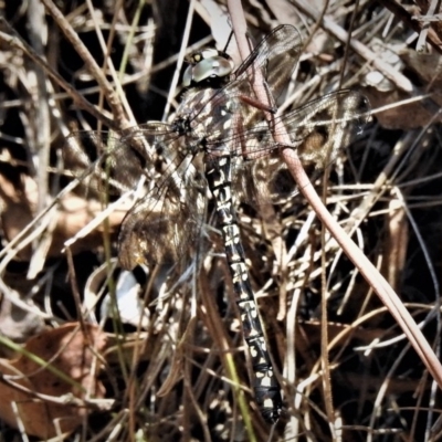 Austroaeschna multipunctata (Multi-spotted Darner) at Paddys River, ACT - 4 Mar 2019 by JohnBundock