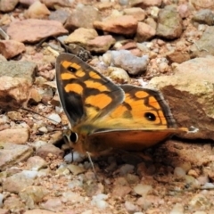 Heteronympha penelope (Shouldered Brown) at Tidbinbilla Nature Reserve - 4 Mar 2019 by JohnBundock