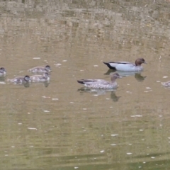 Chenonetta jubata (Australian Wood Duck) at Federal Golf Course - 4 Mar 2019 by JackyF