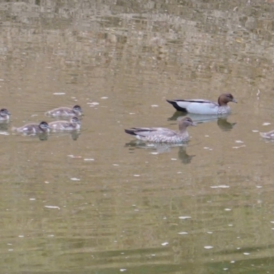 Chenonetta jubata (Australian Wood Duck) at Red Hill, ACT - 4 Mar 2019 by JackyF