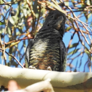 Callocephalon fimbriatum at Chapman, ACT - suppressed