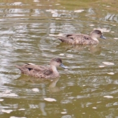 Anas gracilis (Grey Teal) at Federal Golf Course - 4 Mar 2019 by JackyF