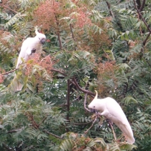 Cacatua galerita at Hughes, ACT - 4 Mar 2019