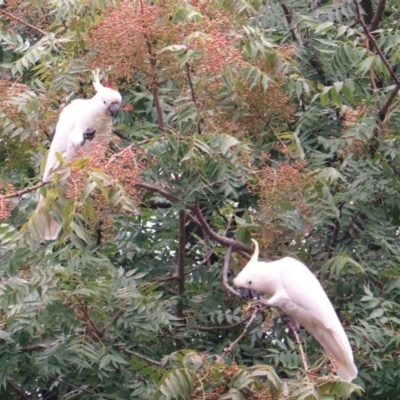 Cacatua galerita (Sulphur-crested Cockatoo) at Hughes, ACT - 4 Mar 2019 by JackyF