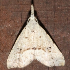 Trigonistis asthenopa (Tiny Snout) at Rosedale, NSW - 26 Feb 2019 by jb2602