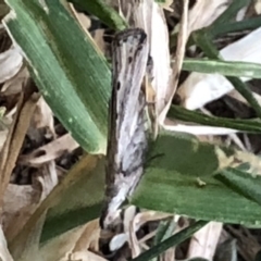 Culladia cuneiferellus (Crambinae moth) at Monash, ACT - 4 Mar 2019 by jackQ