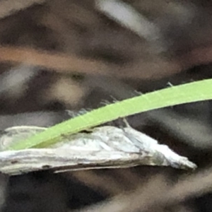 Culladia cuneiferellus at Monash, ACT - 4 Mar 2019