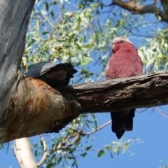 Eolophus roseicapilla (Galah) at Hughes, ACT - 23 Jan 2019 by JackyF