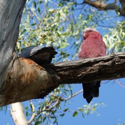 Eolophus roseicapilla (Galah) at Hughes, ACT - 22 Jan 2019 by JackyF