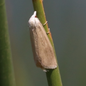 Scirpophaga imparellus at Mogo, NSW - 26 Feb 2019