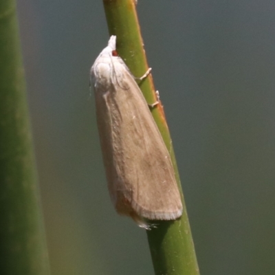 Scirpophaga imparellus (Schoenobiinae, Crambidae) at Mogo, NSW - 26 Feb 2019 by jb2602
