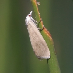 Scirpophaga imparellus at Mogo, NSW - 26 Feb 2019 12:50 PM