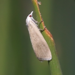 Scirpophaga imparellus at Mogo, NSW - 26 Feb 2019