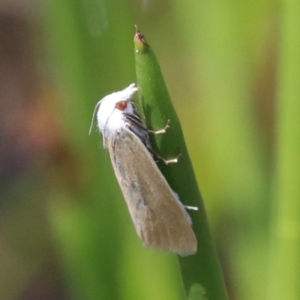 Scirpophaga imparellus at Mogo, NSW - 26 Feb 2019 12:50 PM