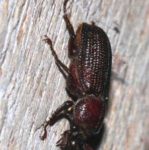 Syndesus cornutus at Rosedale, NSW - 26 Feb 2019 10:09 PM