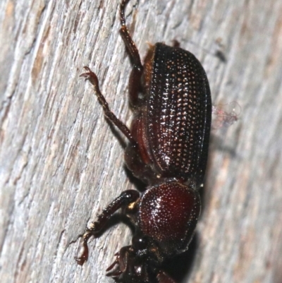 Syndesus cornutus (Stag beetle) at Rosedale, NSW - 26 Feb 2019 by jbromilow50