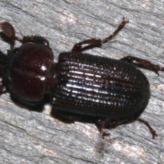 Syndesus cornutus at Rosedale, NSW - 26 Feb 2019 10:09 PM