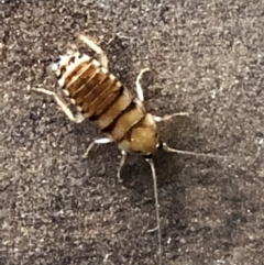Ectobiidae sp. (family) (Cockroach) at Monash, ACT - 3 Mar 2019 by jackQ