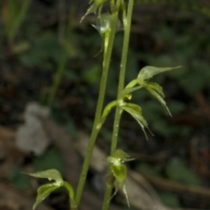 Acianthus fornicatus at Myola, NSW - suppressed