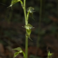 Acianthus fornicatus at Myola, NSW - suppressed