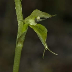 Acianthus fornicatus at Myola, NSW - suppressed