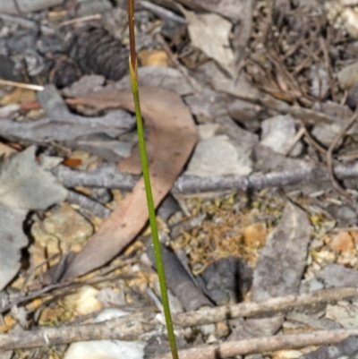 Corunastylis woollsii (Dark Midge Orchid) at Tianjara, NSW - 7 Feb 2014 by AlanS