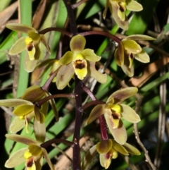 Cymbidium suave (Snake Orchid) at Jervis Bay National Park - 22 Nov 2016 by AlanS