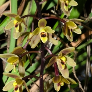 Cymbidium suave at Vincentia, NSW - suppressed