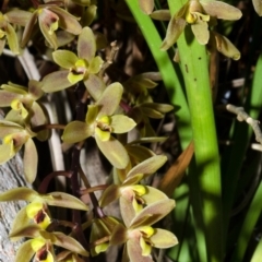 Cymbidium suave at Vincentia, NSW - suppressed