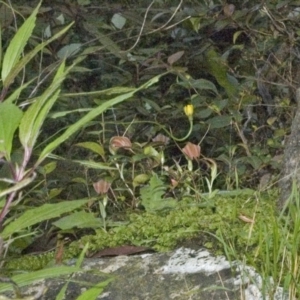 Pterostylis pulchella at Browns Mountain, NSW - suppressed