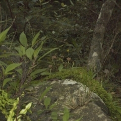 Pterostylis pulchella at Browns Mountain, NSW - suppressed