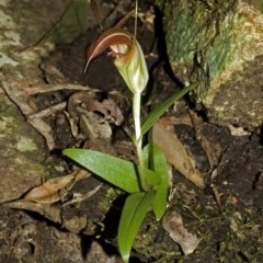 Pterostylis pulchella at Browns Mountain, NSW - suppressed