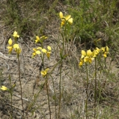 Diuris aurea (Golden Donkey Orchid) at West Nowra, NSW - 10 Oct 2010 by AlanS