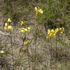 Diuris aurea (Golden Donkey Orchid) at West Nowra, NSW - 9 Oct 2010 by AlanS