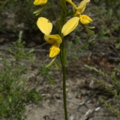 Diuris aurea at West Nowra, NSW - suppressed