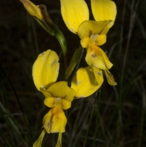 Diuris aurea at Vincentia, NSW - suppressed