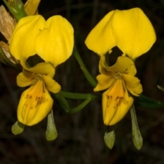 Diuris aurea at Vincentia, NSW - suppressed