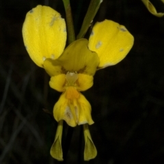 Diuris aurea at Vincentia, NSW - suppressed