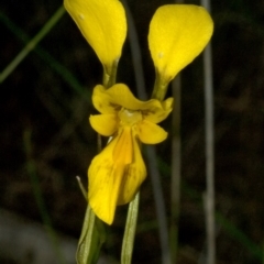 Diuris aurea at Vincentia, NSW - suppressed