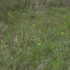 Diuris sulphurea (Tiger Orchid) at Huskisson, NSW - 9 Oct 2011 by AlanS