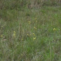 Diuris sulphurea (Tiger Orchid) at Huskisson, NSW - 10 Oct 2011 by AlanS