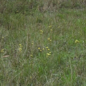 Diuris sulphurea at Huskisson, NSW - 10 Oct 2011