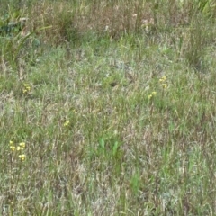 Diuris sulphurea at Huskisson, NSW - suppressed