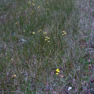 Diuris sulphurea at Huskisson, NSW - 10 Oct 2011