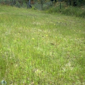 Diuris sulphurea at Huskisson, NSW - suppressed