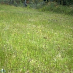 Diuris sulphurea at Huskisson, NSW - 10 Oct 2011