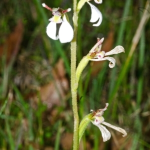 Eriochilus cucullatus at Tomerong, NSW - suppressed