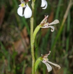 Eriochilus cucullatus at Tomerong, NSW - suppressed